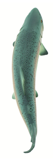 Zrzut ekranu 2025-06-24 101534.png