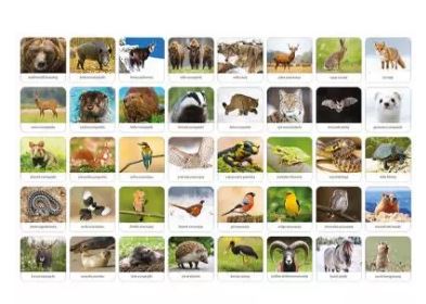 fauna1.JPG
