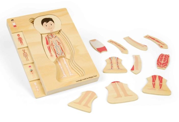 anatomia.JPG