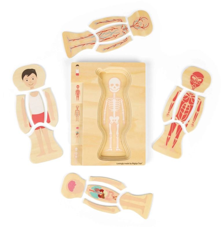 anatomia2.JPG