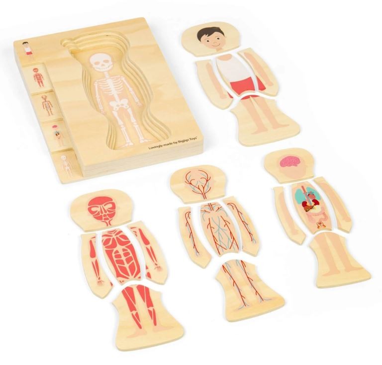 anatomia3.JPG