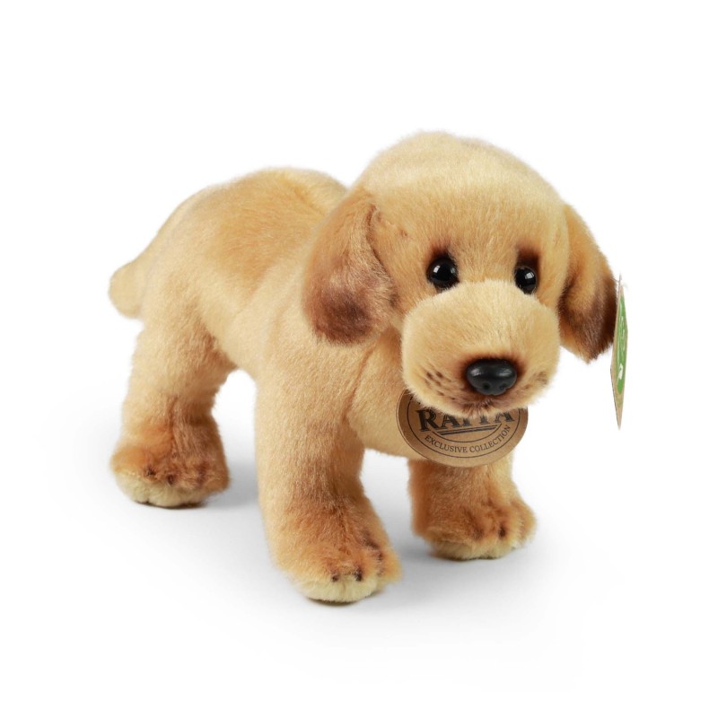 211377-labrador.jpg