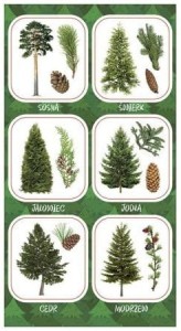 RANOK - Naklejki Owoce Iglastych Drzew – 1935