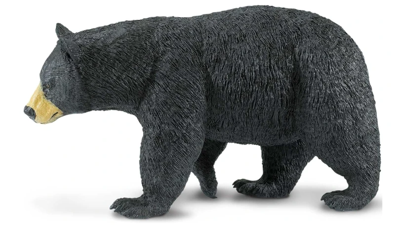 niedźwiedź czarny-1.png