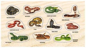 RANOK - Naklejki Żmije i węże - 88970