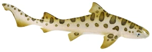 Safari Ltd. - Figurka Rekin leopardzi 274929