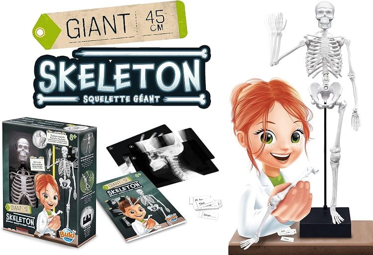 BUKI - Szkielet człowieka 2180