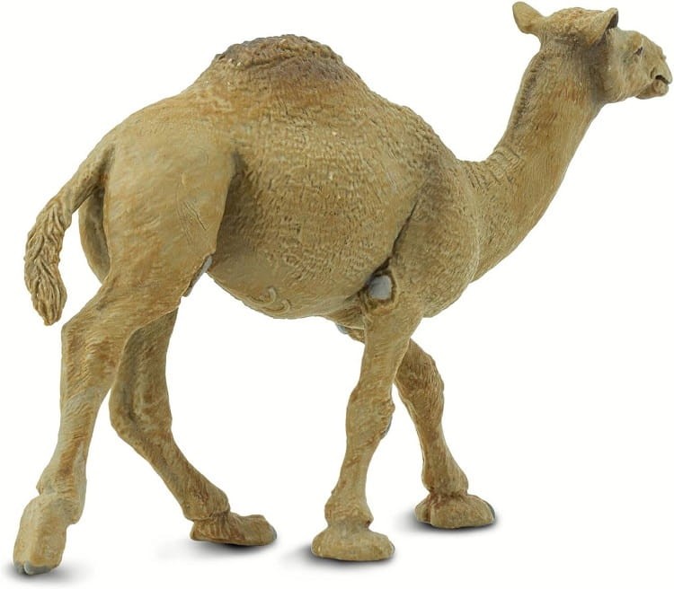 Safari Ltd. - Figurka Wielbłąd dromader  222429