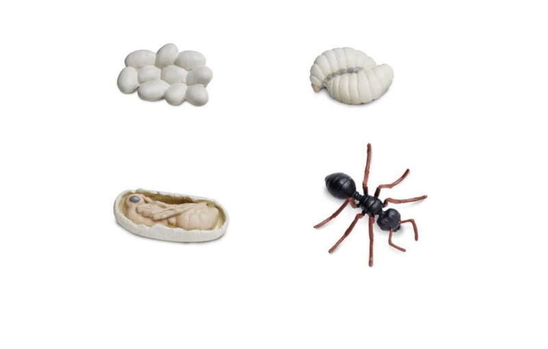 Safari Ltd - Zestaw figurek - Cykl życia mrówki 663916