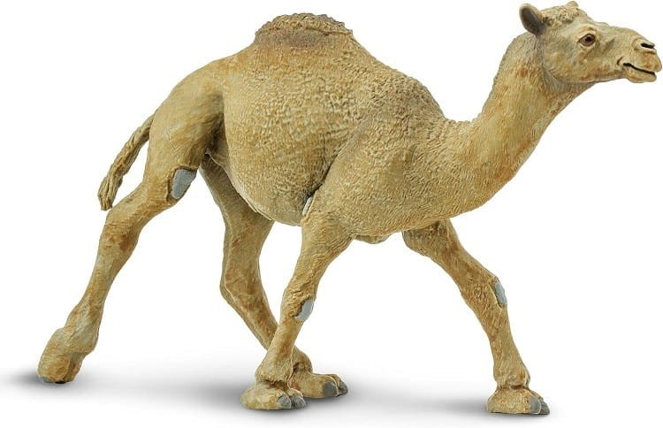 Safari Ltd. - Figurka Wielbłąd dromader  222429